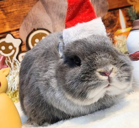 ネザーランドドワーフ AA11 ブルーオター 女の子 うさぎ専門店 うさぎ