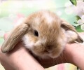 うさぎ画像
