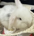フレンチロップ　ブロークンブルー