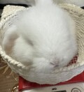 フレンチロップ　ブロークンブルー