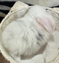 フレンチロップ　ブロークンブルー